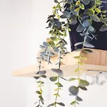 Oia Moon * 블라이몽트
